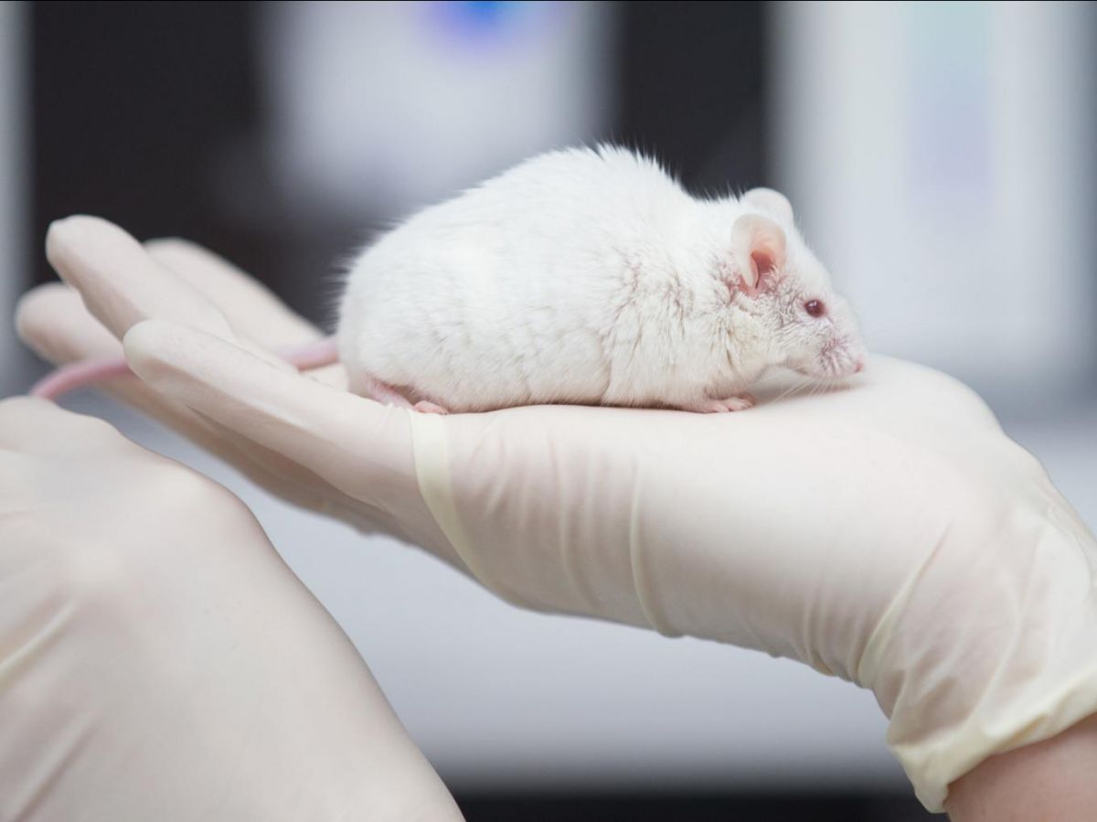 L'organite du cerveau humain transplanté chez la souris réagit à la lumière 2 L'organite du cerveau humain transplanté chez la souris réagit à la lumière - 1
