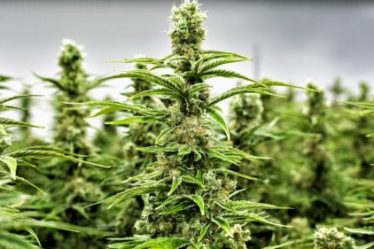 L'ANRAC délivre 50 autorisations pour la production, la vente et la transformation de cannabis. - 5