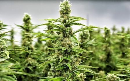 L'ANRAC délivre 50 autorisations pour la production, la vente et la transformation de cannabis. 54 L'ANRAC délivre 50 autorisations pour la production, la vente et la transformation de cannabis. - 53