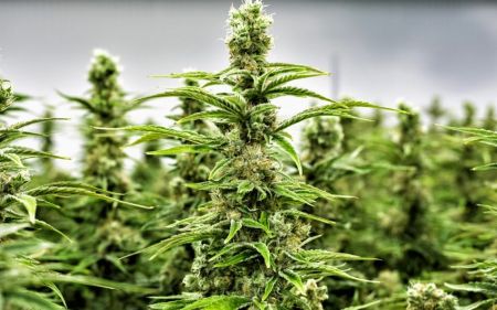 L'ANRAC délivre 50 autorisations pour la production, la vente et la transformation de cannabis. 2 L'ANRAC délivre 50 autorisations pour la production, la vente et la transformation de cannabis. - 1