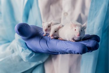 Une nouvelle thérapie génique pourrait prolonger la vie des souris - 11