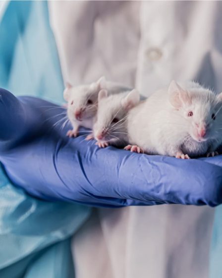 Une nouvelle thérapie génique pourrait prolonger la vie des souris 18 Une nouvelle thérapie génique pourrait prolonger la vie des souris - 17