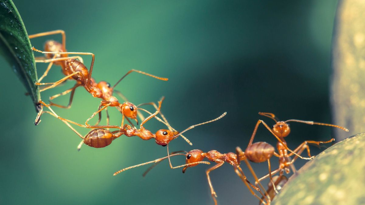 Lucioles robots, fourmis renifleurs de cancer... Quand la nature invite à la découverte - 1
