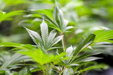 Augmentation du nombre d'enfants qui ont accidentellement ingéré un produit à base de cannabis - 5