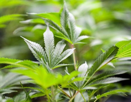 Augmentation du nombre d'enfants qui ont accidentellement ingéré un produit à base de cannabis 64 Augmentation du nombre d'enfants qui ont accidentellement ingéré un produit à base de cannabis - 63