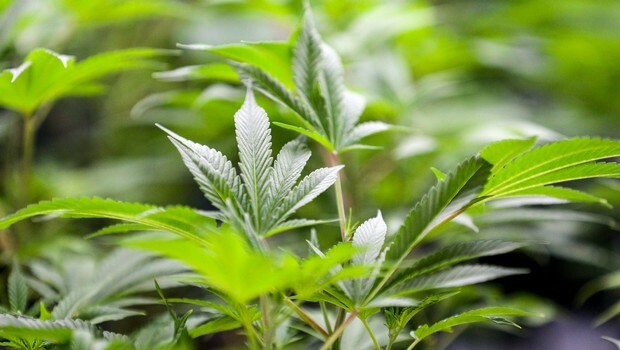 Augmentation du nombre d'enfants qui ont accidentellement ingéré un produit à base de cannabis 2 Augmentation du nombre d'enfants qui ont accidentellement ingéré un produit à base de cannabis - 1