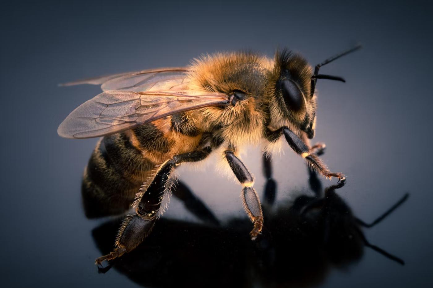 Ce petit robot volant peut-il remplacer les abeilles ? 3 Gros plan d'une abeille