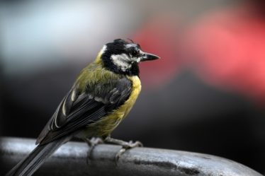 En ville, la mésange préfère l'odorat pour se nourrir malgré la pollution – Science et Avenir - 8