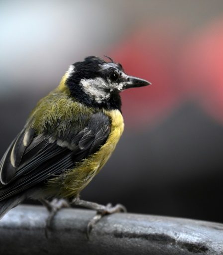 En ville, la mésange préfère l'odorat pour se nourrir malgré la pollution – Science et Avenir 8 En ville, la mésange préfère l'odorat pour se nourrir malgré la pollution – Science et Avenir - 7