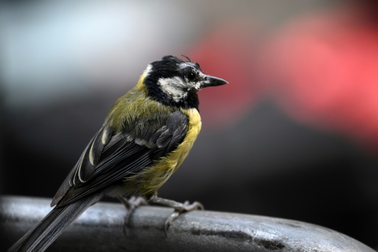 En ville, la mésange préfère l'odorat pour se nourrir malgré la pollution – Science et Avenir 2 En ville, la mésange préfère l'odorat pour se nourrir malgré la pollution – Science et Avenir - 1