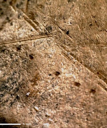 Les Néandertaliens chassaient deux fois plus d'éléphants qu'aujourd'hui, selon des scientifiques 12 Les Néandertaliens chassaient deux fois plus d'éléphants qu'aujourd'hui, selon des scientifiques - 11