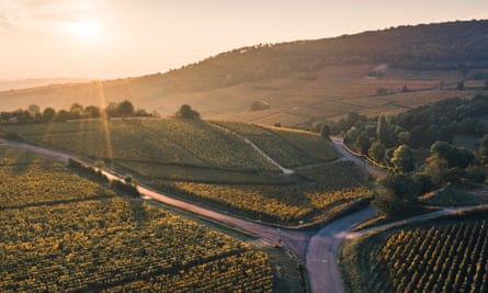 Les vignobles français veulent un paiement «pour verser le vin dans les égouts» alors que le commerce se tarit | France 1 Des vignobles en Bourgogne, où les producteurs fleurissent cette année
