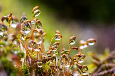 10 emplois de jardinage pour mars - 6