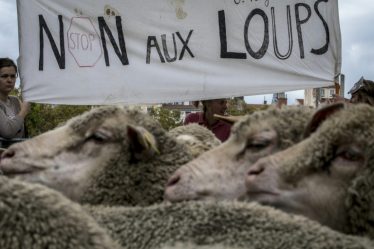 Venu d'Italie par les Alpes, le loup s'installe peu à peu en Occitanie. - 7