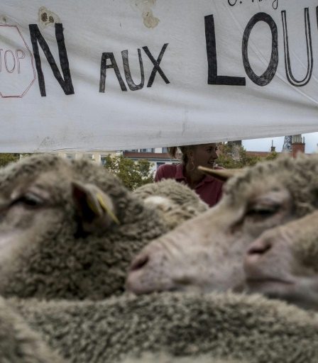 Venu d'Italie par les Alpes, le loup s'installe peu à peu en Occitanie. - 38
