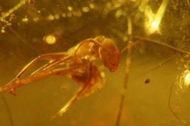 un film sur France 5 à ne pas manquer – Sciences et Avenir - 12