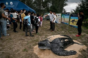 En Thaïlande, un cinéaste en herbe s'attaque aux menaces qui pèsent sur les tortues luth - 3
