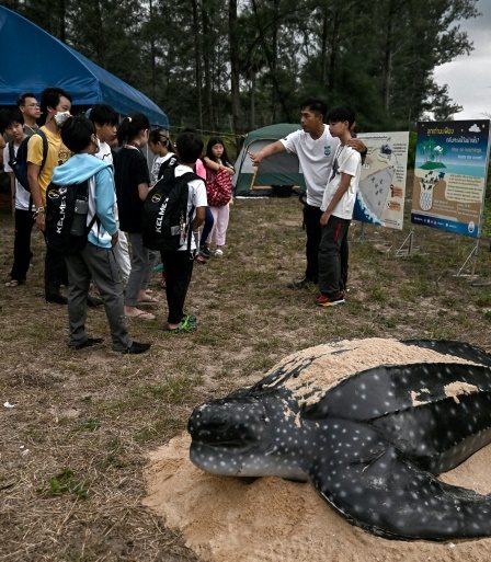En Thaïlande, un cinéaste en herbe s'attaque aux menaces qui pèsent sur les tortues luth 72 En Thaïlande, un cinéaste en herbe s'attaque aux menaces qui pèsent sur les tortues luth - 71