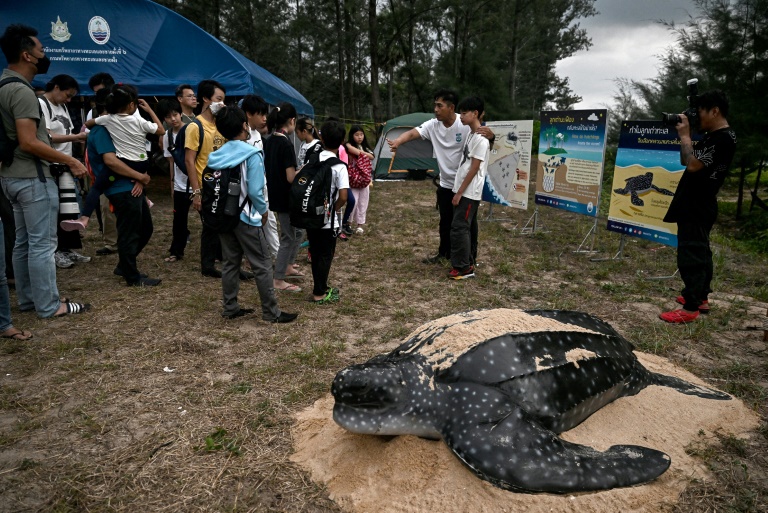 En Thaïlande, un cinéaste en herbe s'attaque aux menaces qui pèsent sur les tortues luth 2 En Thaïlande, un cinéaste en herbe s'attaque aux menaces qui pèsent sur les tortues luth - 1