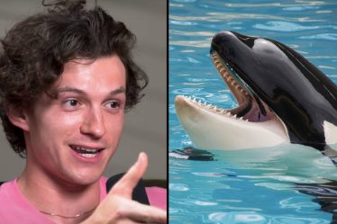 L'incroyable histoire de Tom Holland sur la nage avec les épaulards devient virale - 11
