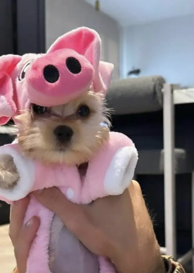 Les fans de Hailey Bieber pensent avoir découvert le sexe de son bébé 8 Hailey et Justin Bieber ont même mis leur chien dans une tenue rose