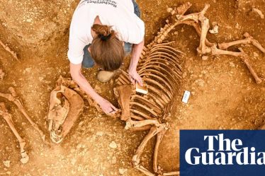 Découverte de restes de chevaux enterrés il y a 2 000 ans en France centrale - 3