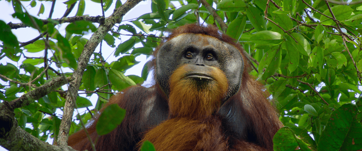 La vie secrète des orangs-outans La vie secrète des orangs-outans