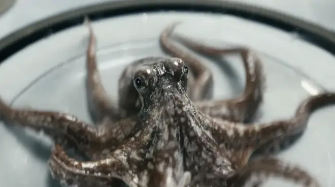 Chace Crawford des garçons a failli avoir une "crise de panique" avant de tourner une scène de sexe avec une pieuvre 6 L'amour de Octopus de The Deep s'intéresse à Timothy chez les garçons