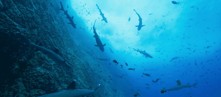 Nos documentaires sur la nature des océans arriveront sur Netflix en 2023 et au-delà Nos documentaires sur la nature des océans arriveront sur Netflix en 2023 et au-delà