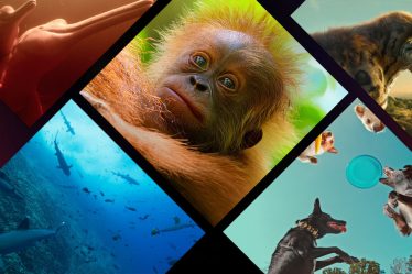 Des documentaires sur la nature arrivent sur Netflix en 2024 et au-delà - 6