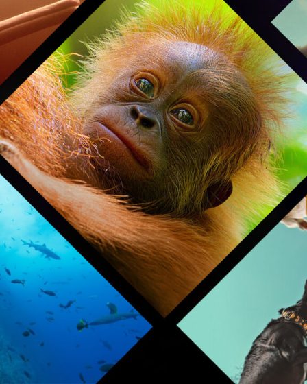 Des documentaires sur la nature arrivent sur Netflix en 2024 et au-delà - 1