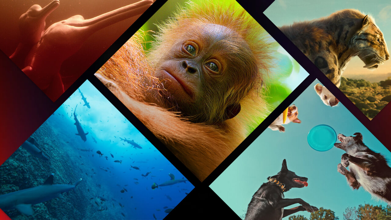 Des documentaires sur la nature arrivent sur Netflix en 2024 et au-delà 2 Des documentaires sur la nature arrivent sur Netflix en 2024 et au-delà - 1