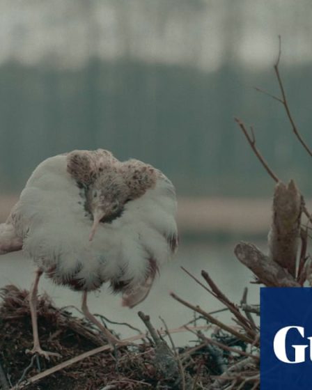 Critique de Dead Birds Flying High - portrait naturaliste intrigant sans tabou sur le nazisme | Film 44 Critique de Dead Birds Flying High - portrait naturaliste intrigant sans tabou sur le nazisme | Film - 43