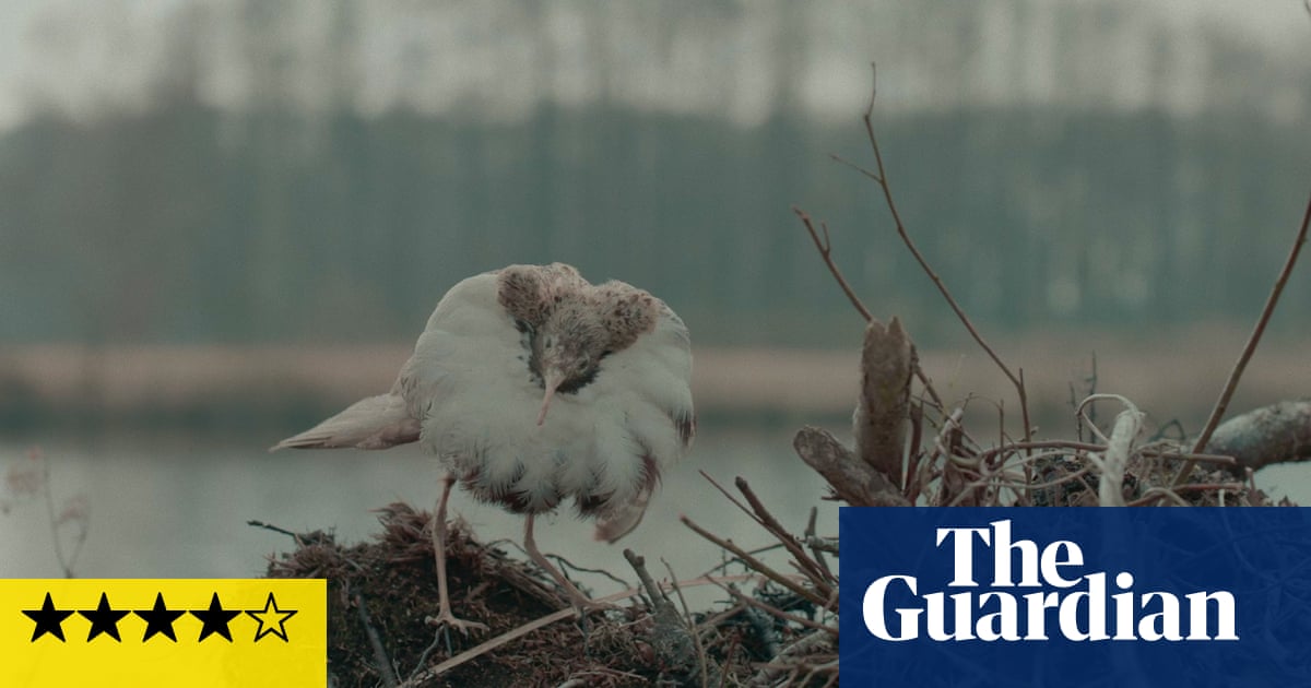 Critique de Dead Birds Flying High - portrait naturaliste intrigant sans tabou sur le nazisme | Film 2 Critique de Dead Birds Flying High - portrait naturaliste intrigant sans tabou sur le nazisme | Film - 1