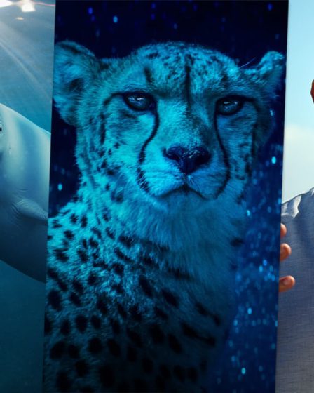 Les 10 documentaires nature incontournables sur Netflix en 2025 - 76