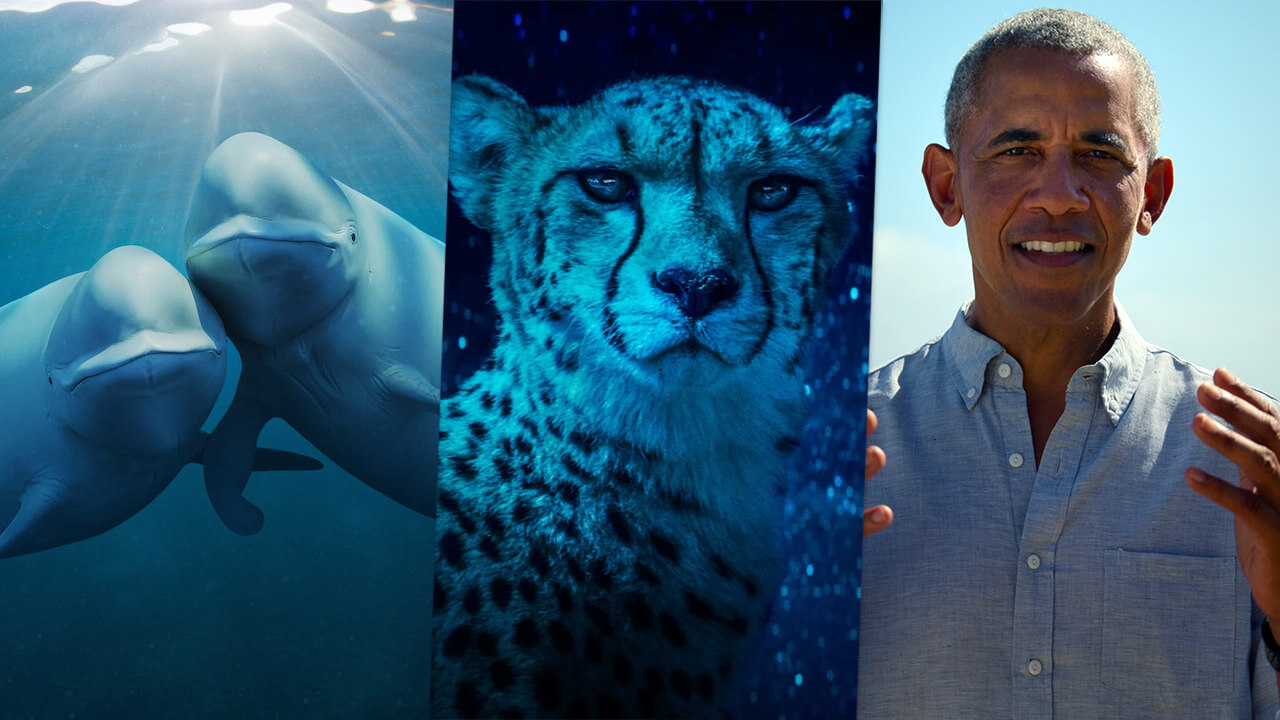Les 10 documentaires nature incontournables sur Netflix en 2025 2 Les 10 documentaires nature incontournables sur Netflix en 2025 - 1