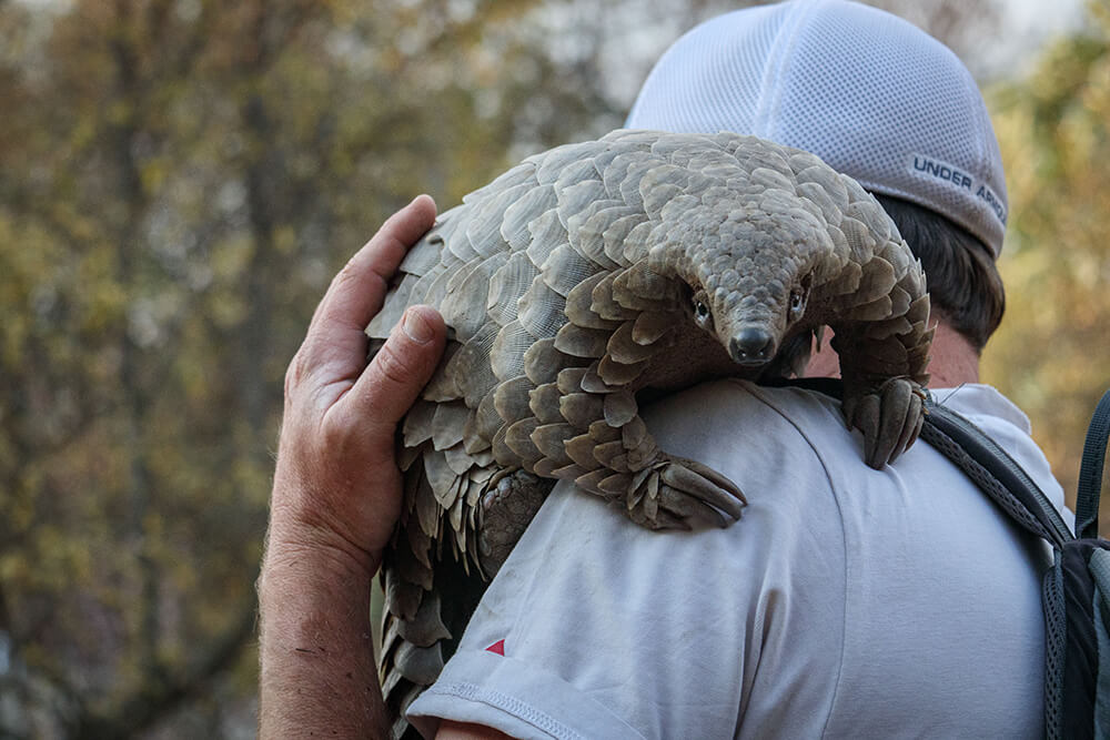 Pangolin: le voyage de Kulu. Cr. Gareth Thomas / courtoisie de Netflix Pangolin: le voyage de Kulu. Cr. Gareth Thomas / courtoisie de Netflix