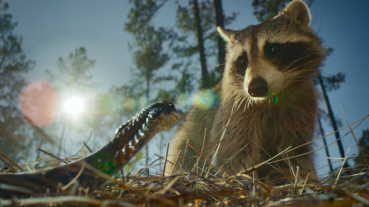 Nightmares of Nature a d'abord look Netflix