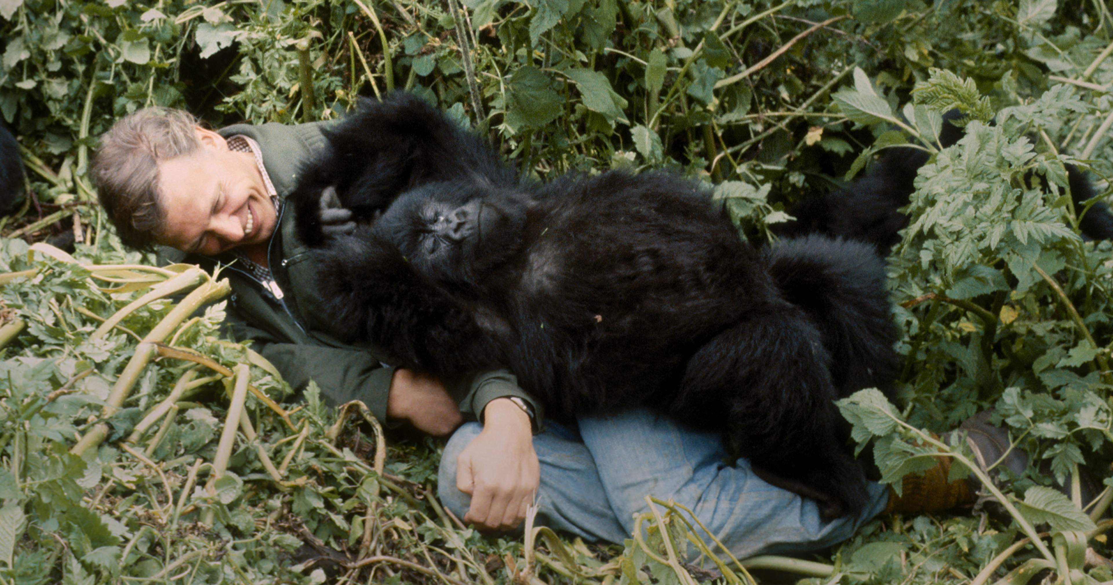 Chaque nouveau documentaire arrive sur Netflix en avril 2026 6 Gorillas Txtd Uhd Sdr Gamme Légale Prores4444Xq 20Stereo
